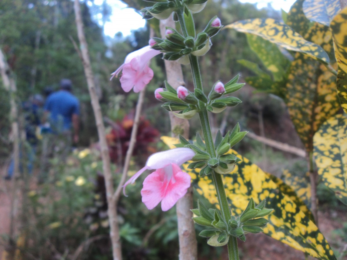 Salvia coccinea Buc'hoz ex Etl.